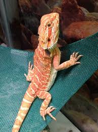 Male citrus bearded dragon baby, sex: Citrus Bearded Dragons Hubpages