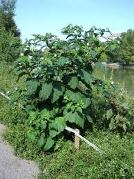 Image result for Nicandra