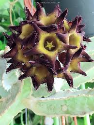 Image result for Ceropegia speciosa