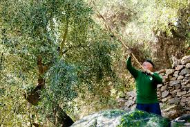 Notre Choix D Olives Taggiasca De Ligurie Foodiletto