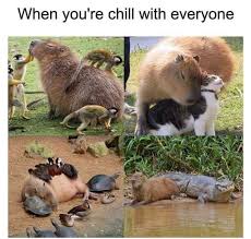 Chill With Everyone Happy Animals Cute Funny Animals Animal Memes