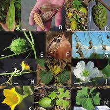 The synonymous botanical specific epithet aegyptiaca was given to this plant in the 16th century when european botanists were. Pdf Revisiting Luffa Cucurbitaceae 25 Years After C Heiser Species Boundaries And Application Of Names Tested With Plastid And Nuclear Dna Sequences