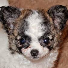 Contact us for short & long haired chihuahuas. Teacup Long Hair Chihuahua Puppy Heavenly Puppies