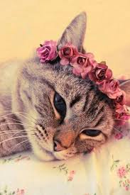 pin von tugba auf cat ღ ღ ღ katzen tiere tiere und haustiere