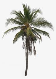 Palm tree island clip art. Coconut Tree Png Free Hd Coconut Tree Transparent Image Pngkit