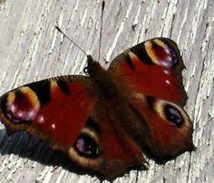 Noch Ein Bisschen Sonne Getankt Hat Dieses Tagpfauenauge Gestern Im Merziger Garten Der Sinne Und Ich Auch Schmetterling Libellen