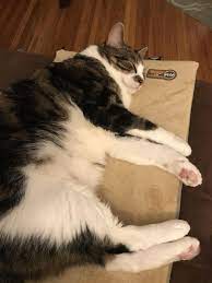 Staying Cozy And Warm This Cold Night Thanks To His Heating Pad Https Ift Tt 2pdzxde Cat Pictures For Kids Cold Night Beautiful Cats Pictures