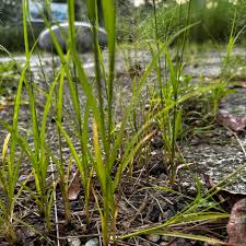 Image result for Sporobolus tenuissimus