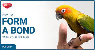 How To Form A Bond With Your Pet Bird