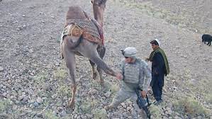 Thieves get what they deserve. Us Soldier Kicked By A Camel In Afghanistan For A Dare Daily Mail Online