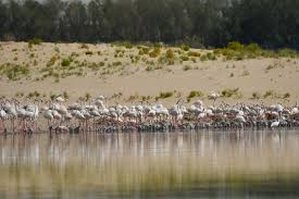 A wetland is a transitional environment between permanently aquatic and terrestrial environments that shares characteristics of both environments and where water, which covers the soil or is near the surface for substantial parts of the year. Emirates News Agency Al Wathba Wetland Reserve To Temporarily Close For Bird Nesting Season