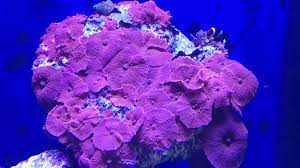 Real reef premium live rock for saltwater aquariums. Red Mushroom Rock For Sale Reef2reef Saltwater And Reef Aquarium Forum