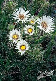 Image result for Berkheya
