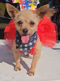 Summer raffle for free bandanas starts today