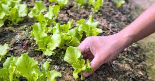 Maybe you would like to learn more about one of these? How To Grow Your Own Lettuce Tips For Leaf And Head Types Gardener S Path