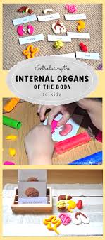 An organ can be defined as a collection of millions of cells which group together to keep it functioning. Introducing The Internal Organs Of The Body To Kids Kinder Bastelideen Kinder Korper Des Menschen