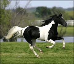 Black And White Horse Images Hd Pin On Native American