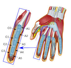 Ringband Wikipedia