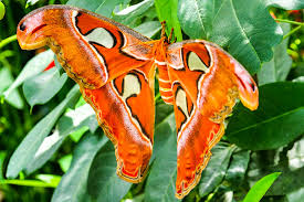 The imperial butterfly house vienna, дом ба. Insel Mainau Blumenidylle Schmetterlinge Schloss Baum Giganten Passenger On Earth