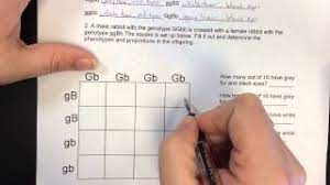 Students use a punnett square to show that the inheritance pattern of a dihybrid cross hhtt x hhtt results in a 9:3:3:1 ration. Dihybrid Hd Youtube