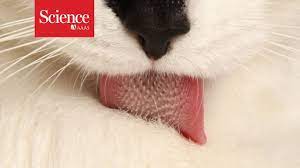 This type of tumor grows and metastasizes quickly to other parts of the body. Secrets Of The Feline Tongue Youtube