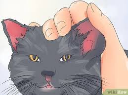 Dog ear hematoma home treatment. How To Treat Ear Haematomas In Cats 15 Steps With Pictures