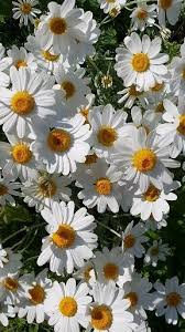 Flowers Nature Love Beautiful Photography Art Flower Photooftheday Beauty Sky L Nature Photography Flowers Nature Photography Trees Flower Aesthetic