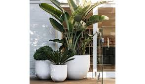 Bird Of Paradise In Large Pot Plant Profile Strelitzia Bird Of Paradise The Balcony Garden Plants Garden Design Backyard
