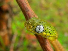 Green Cat Snake Boiga Cyanea Snake Cats Cat Drinking