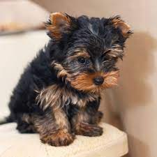 Breeds Of Dogs That Don T Shed The Long And The Short Of It Ten Dog Breeds That Dont Shed Hair Dog Breeds That Dont Shed Dog Breeds Small Dog Breeds