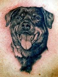 Rottweiler tattoo by brian pittman. Black Ink Rottweiler Head Tattoo Design