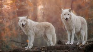 Maybe you would like to learn more about one of these? Wolf Hd Wallpapers Free Wolf Hd Wallpaper Download Wallpapertip