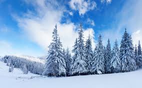 Snowy Trees Landscape Wallpaper 2560x1600 27386 Download beautiful vivid and icy pics from our gallery and experience a relaxing feeling every time you look at your screen.