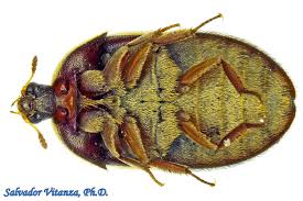 Image result for dermestidae