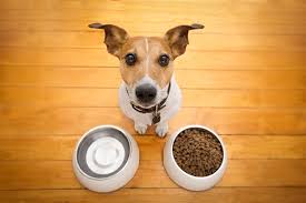 Dog Feeding Schedule How Many Times A Day Should I Feed My Dog