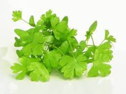 Image result for Microcharis