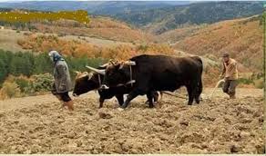 karadeniz tarÄ±m ile ilgili gÃ¶rsel sonucu