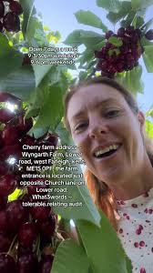 Where Is The Pyo Cherries Farm Near Windsor