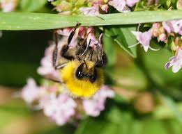 Image result for Bombus lucorum