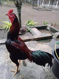 Ayam mangon magon ori kaki kuku hitam ayam sesuai foto utamakan pesan menggunakan gosend. Ayam Pama Ciri Ciri Karakteristik Jenis Perbedaan Dengan Pakhoy