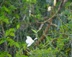 Image result for Vanilla roscheri