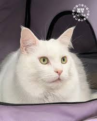 𝗘𝗫𝗢𝗧𝗜𝗖 𝗞𝗜𝗧𝗧𝗘𝗡 (𝗧𝗔𝗕𝗕𝗬 𝗗𝗜𝗩𝗜𝗦𝗜𝗢𝗡). 𝐻𝐴𝐿𝑂𝐾𝐴𝑇𝑆  𝑆𝐼𝐿𝑉𝐸𝑅 𝐶𝐻𝐴𝑅𝑀. Judge Gary Veach. #cfacatshow #exoticshorthair  #exoticshorthaircat #exoticshorthairkitten