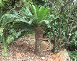 Image result for Encephalartos senticosus