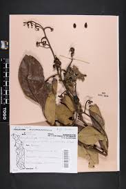 Image result for Ancylobothrys amoena