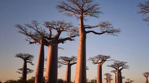 Madagascar is an island country of africa. Madagaskar Kein Ort Fur Strandurlauber Geo