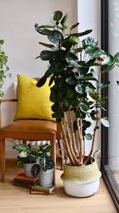 Image result for Polyscias