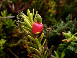 Image result for Podocarpaceae