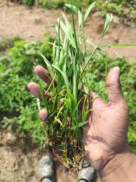 Image result for Lipocarpha chinensis