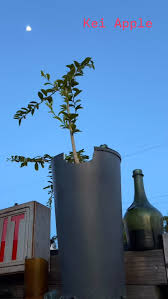 Image result for Dovyalis sp. A