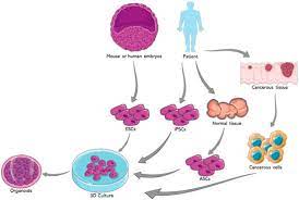 IJMS | Free Full-Text | The Use of Stem Cell-Derived Organoids in Disease  Modeling: An Update